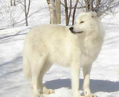 loup blanc